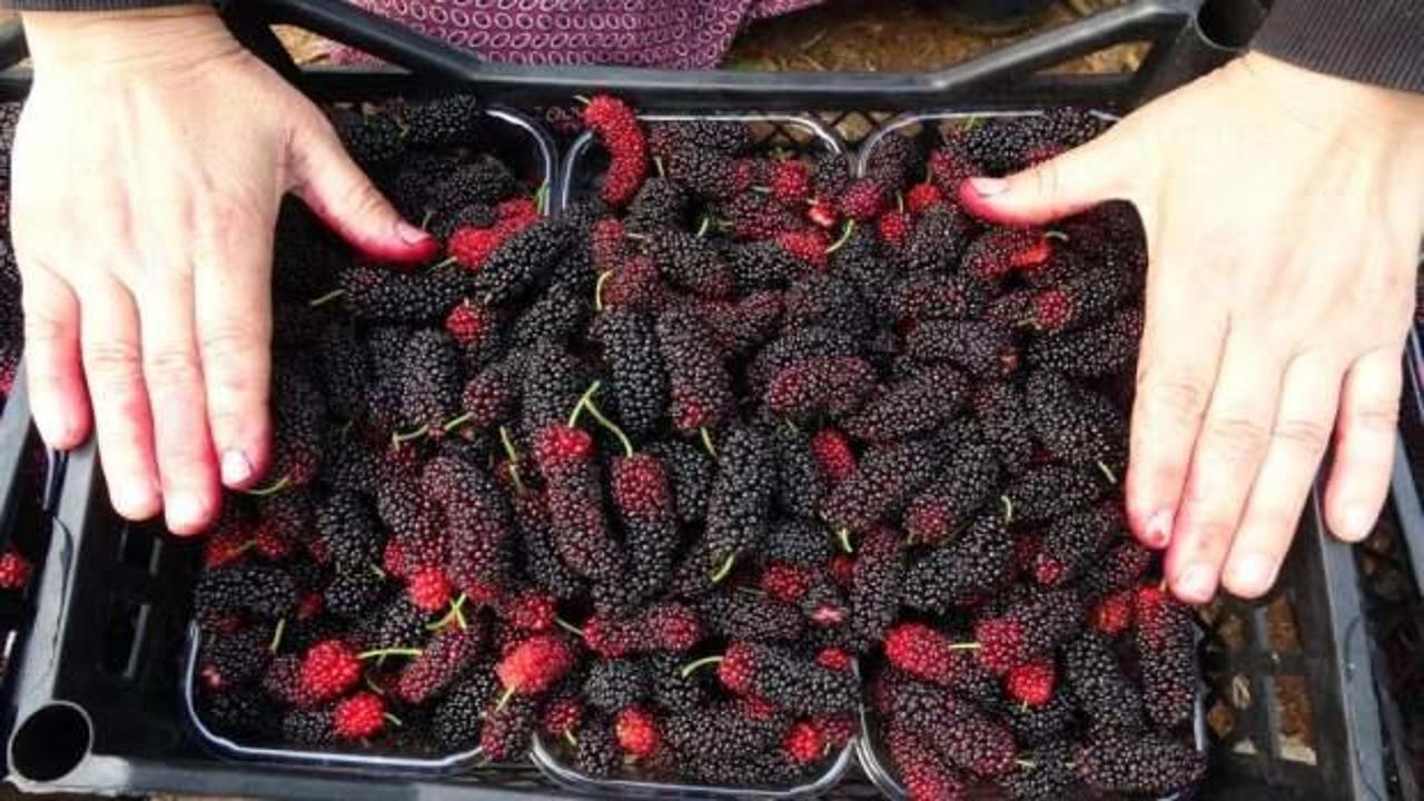 Kilosu 80 TL: Üreticisinin yüzünü güldüren meyve 