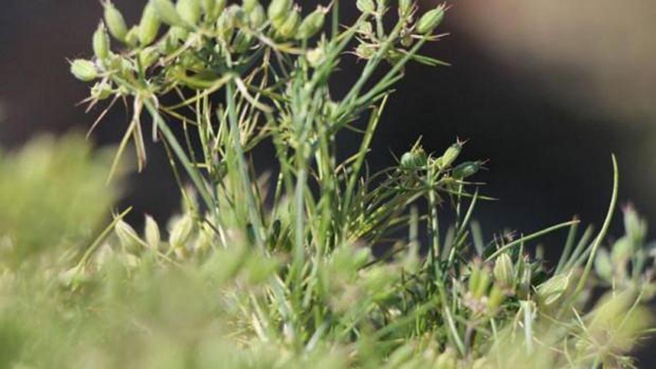 Kimyon hasadı başladı