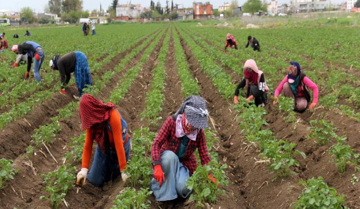 Kiralık hazine arazisi eken çiftçiye satılacak