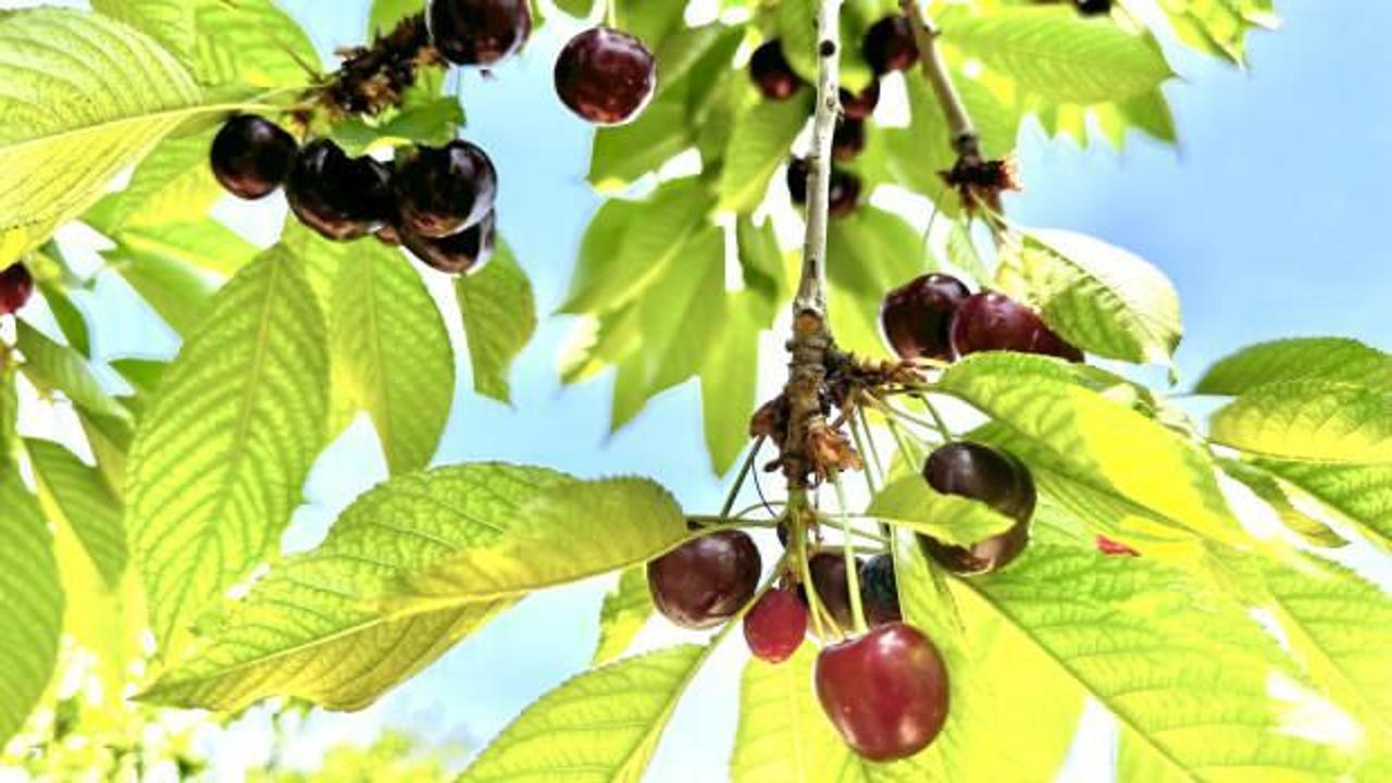 Kiraz üreticisi günlük 2 bin TL'ye işçi bulamıyor