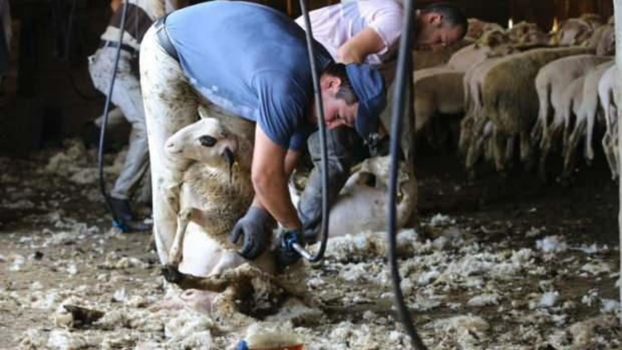 Kırkımcıların Kurban Bayramı öncesi mesaileri arttı