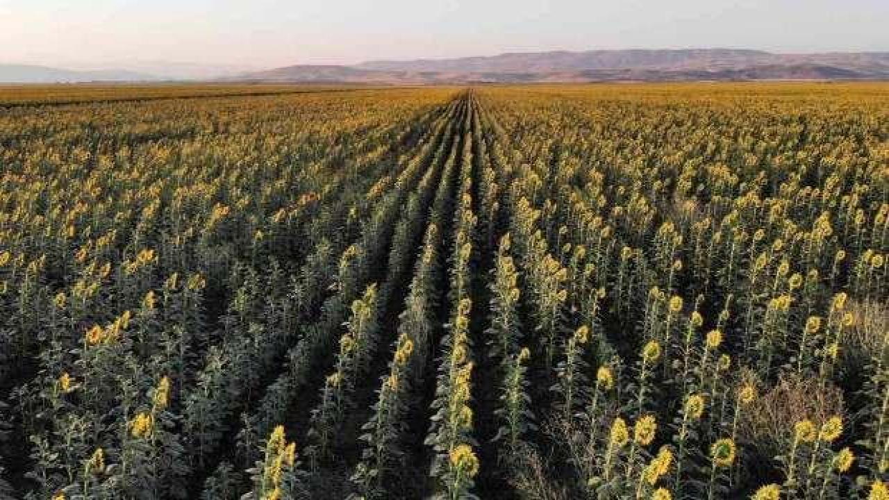 Kırklareli'nde ayçiçeği tarlası ile ormanlık alanda Hint keneviri ele geçirildi