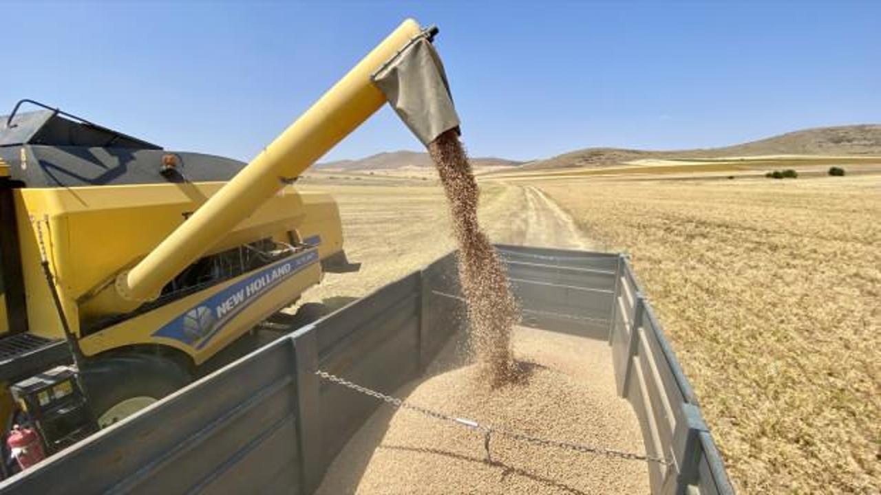 Kırşehir'de nadasa bırakılacak alanlara nohut ekiliyor