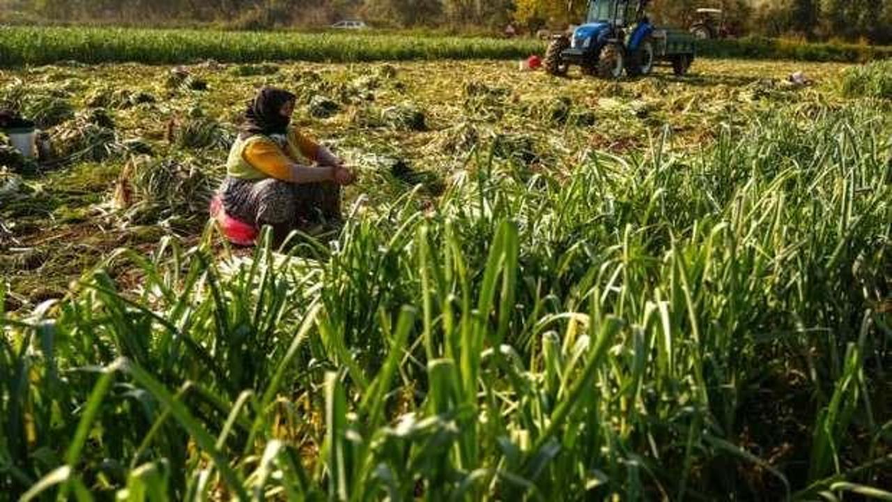 Kışlık sebze, hava şartları nedeniyle pazar tezgahına gecikmeli çıktı