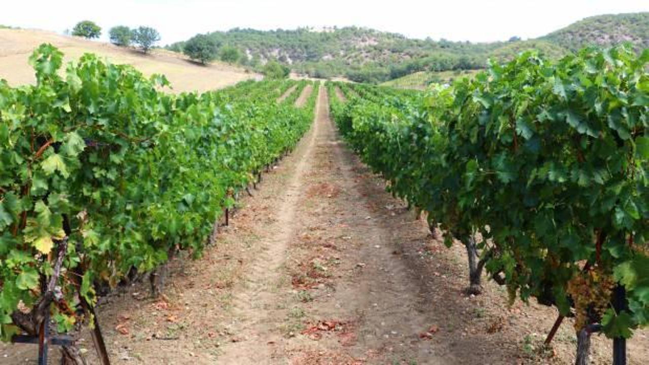 Kızgüldüren üzümü yüz güldürüyor