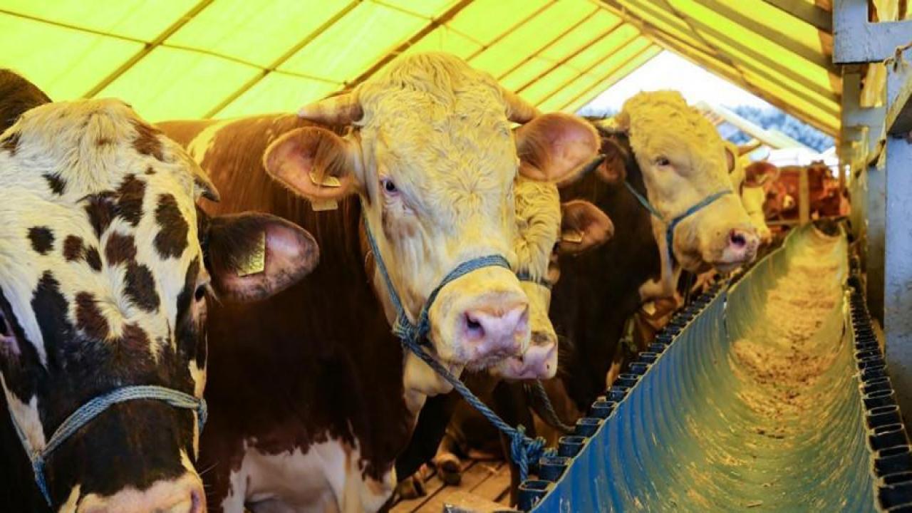 Kızılay kurban vekaleti bedellerini açıkladı