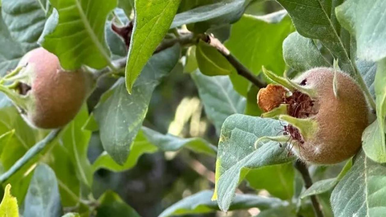 Kökeni Japonya ama Yüksekova'da yetişti
