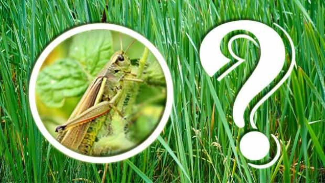 Konsantrasyonu sınayan zorlu test: Otların arasındaki çekirgeyi 10 saniye de bulabilir misin?