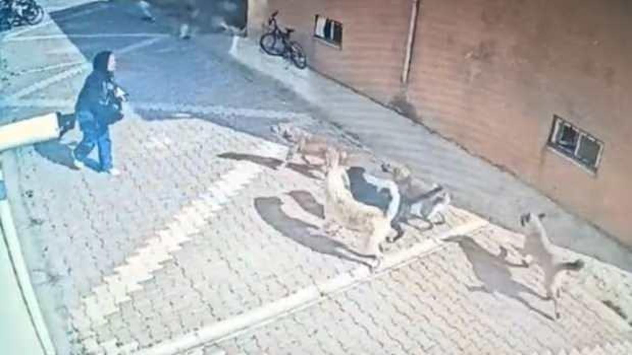 Konya’da başıboş köpekler dehşet saçtı! Lise öğrencisinin korku dolu anları kamerada