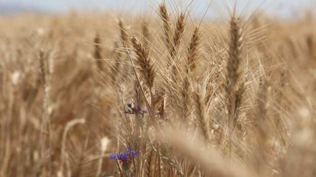 Konya'da hububat hasadında kuraklık alarmı