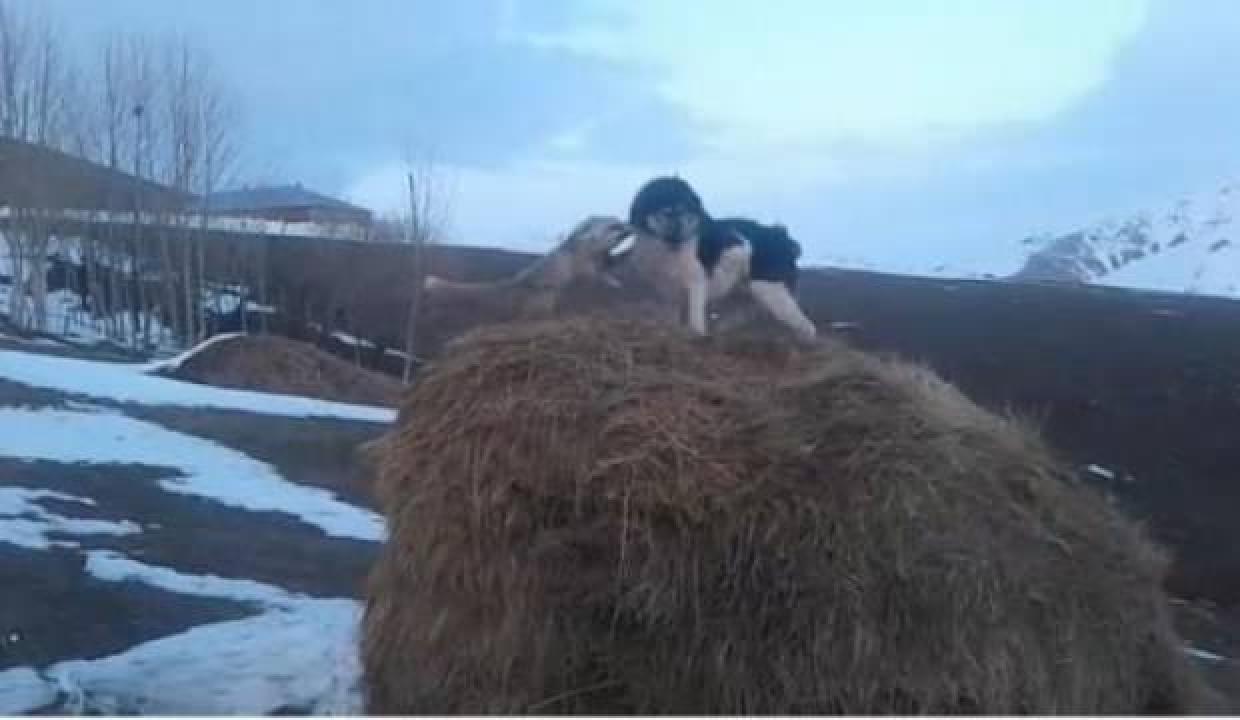 Köpek ile tilkinin boğuşması kamerada