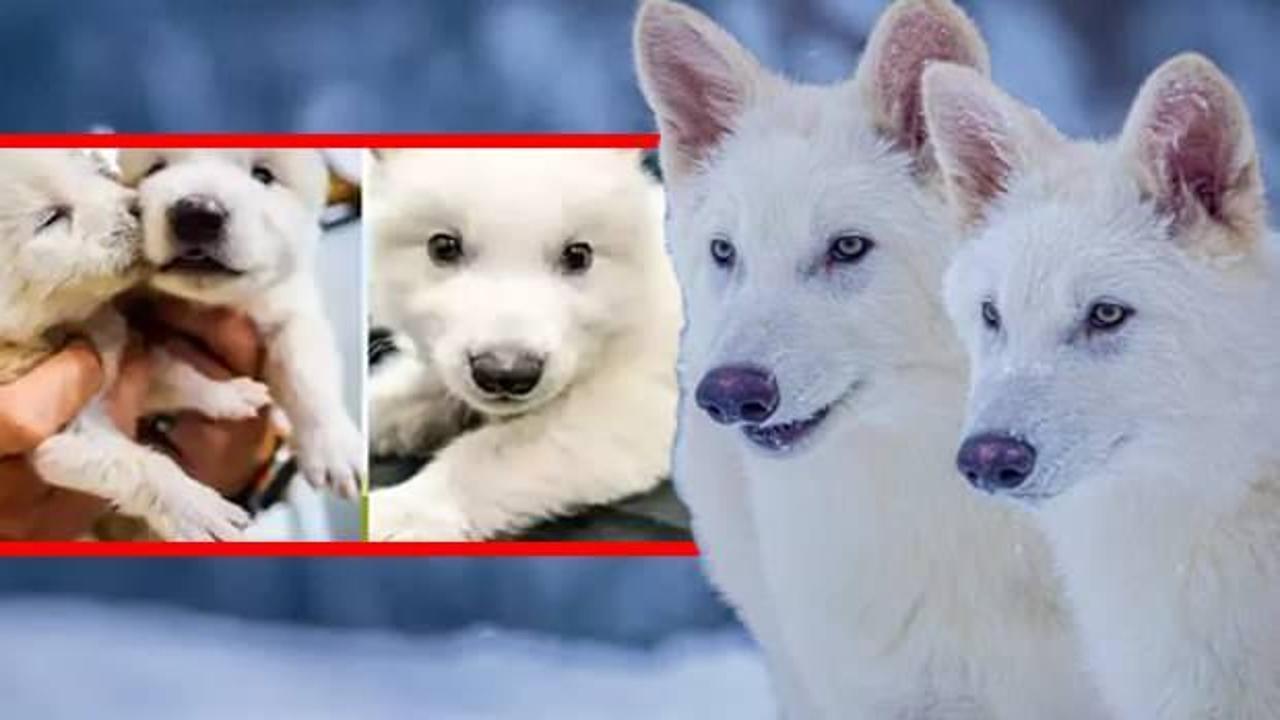 Köpek rahminde nesli tükenmiş ulukurtlar üretildi
