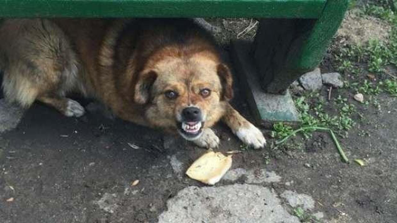 Köpek saldırılarında kaç kişi hayatını kaybetti? Korkunç rakam