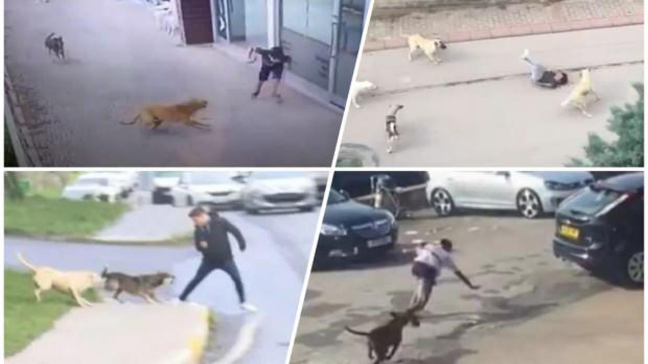‘Köpek terörü’ne FETÖ desteği!