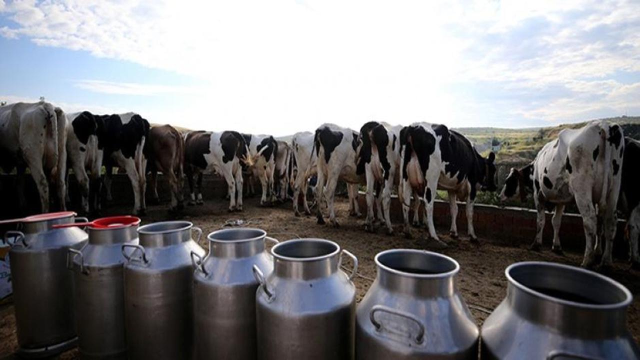 Köyün süt üretimi 5 yılda yaklaşık iki kat arttı