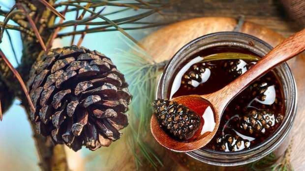 Kozalak pekmezi faydaları nelerdir? Kozalak pekmezi aç karnına içilir mi?