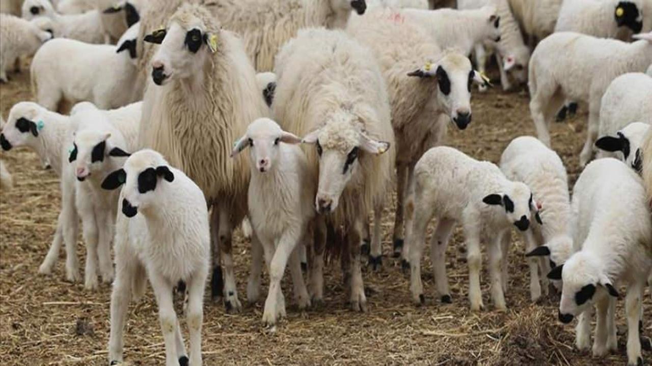 Küçükbaş hayvan sektöründe hayat sigortası kullanım oranı arttı