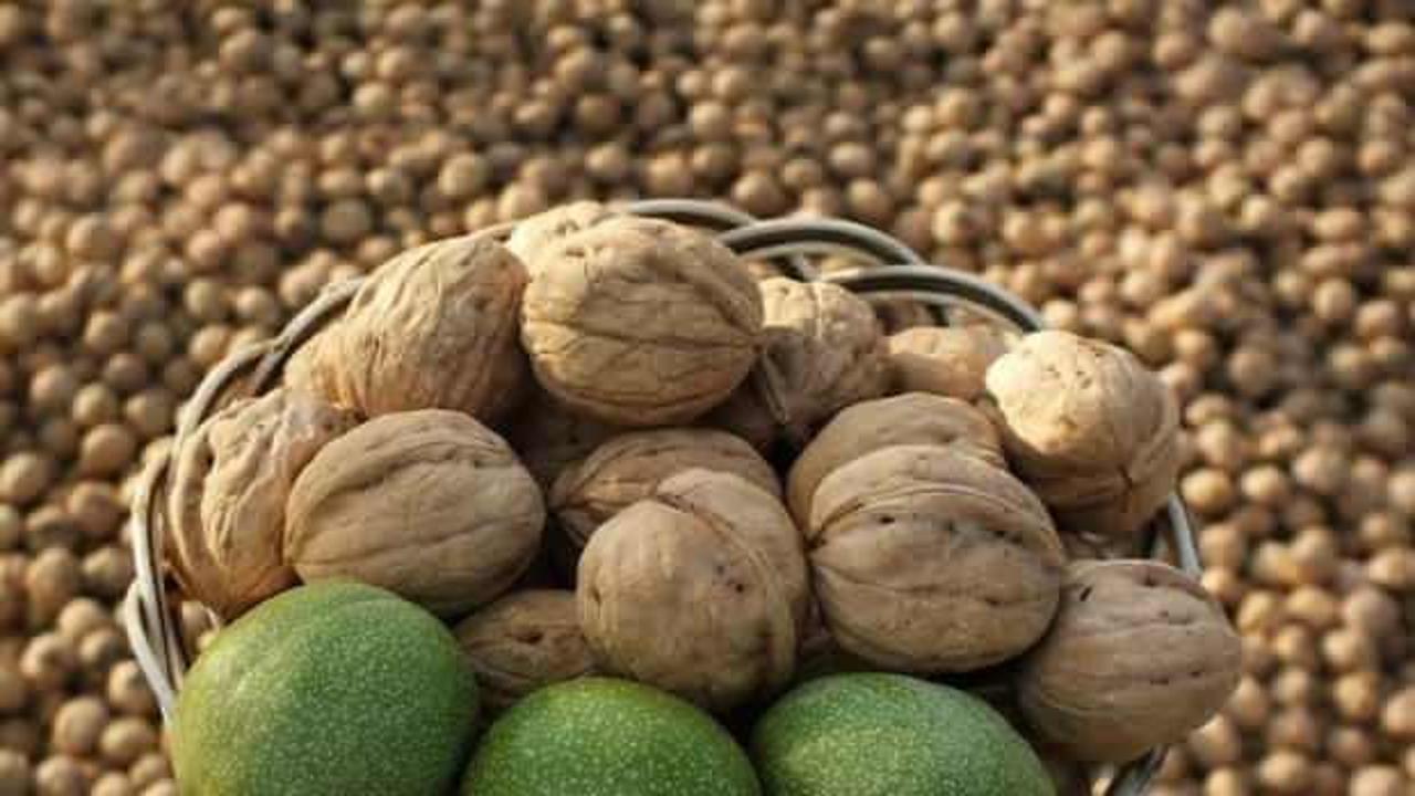 Kuraklığa rağmen Kırşehir'de bahçelerde ceviz hasadı başladı