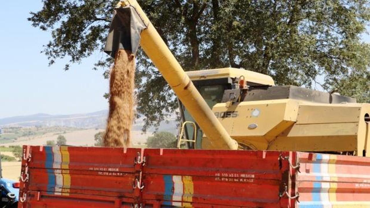 Kuraklığa rağmen ürün rekoltesinde artış