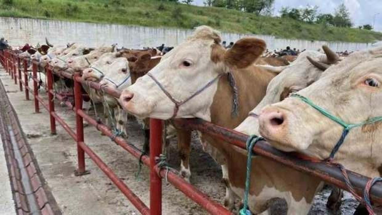 Kurban Bayramı öncesi Kırım Kongo Kanamalı Ateşi uyarısı!