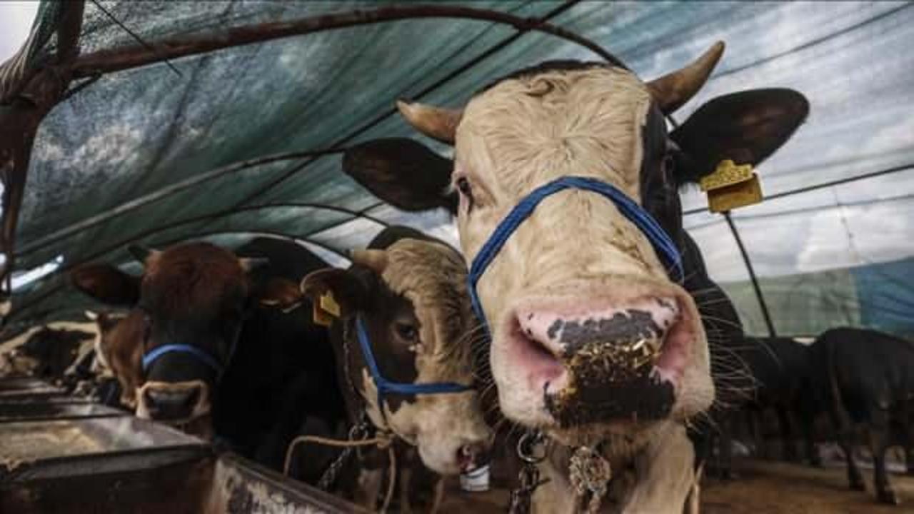 Kurbanda hisse fiyatları açıklandı