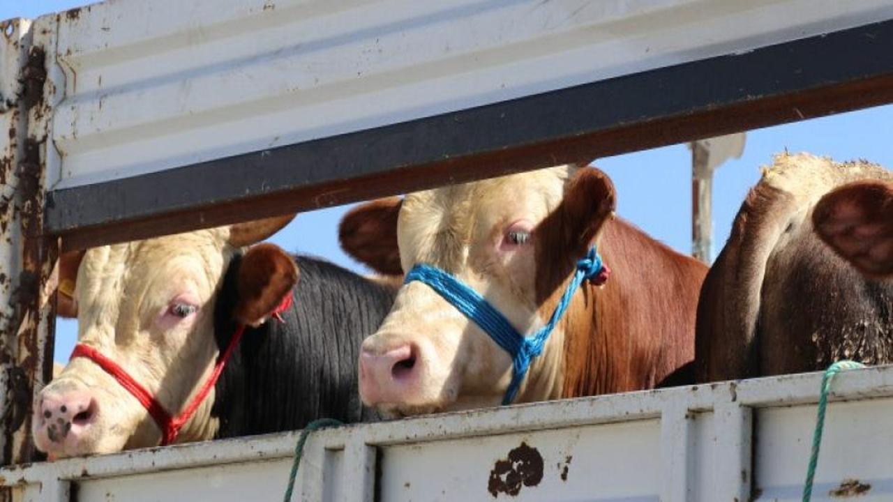 Kurbanlar 'Tarım Cebimde' uygulaması ile sorgulanıyor