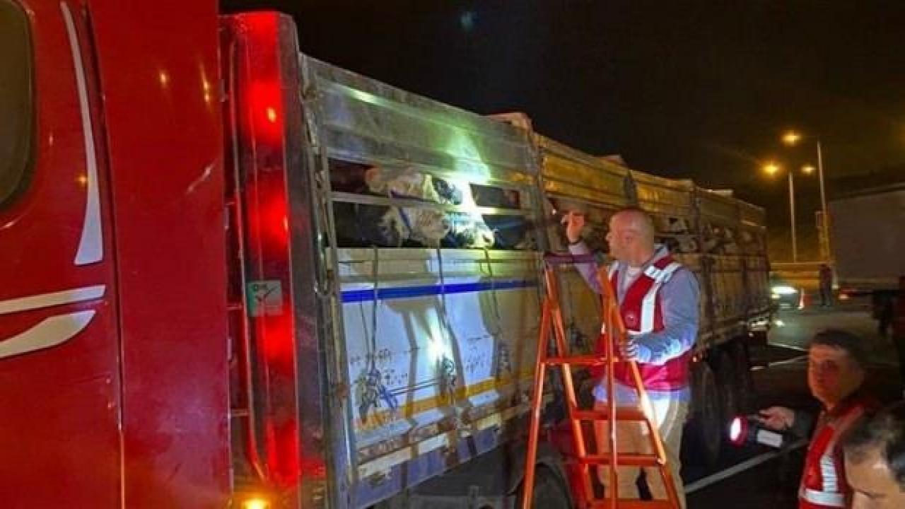 Kurbanlık hayvanlar İstanbul'a giriş yaptı!
