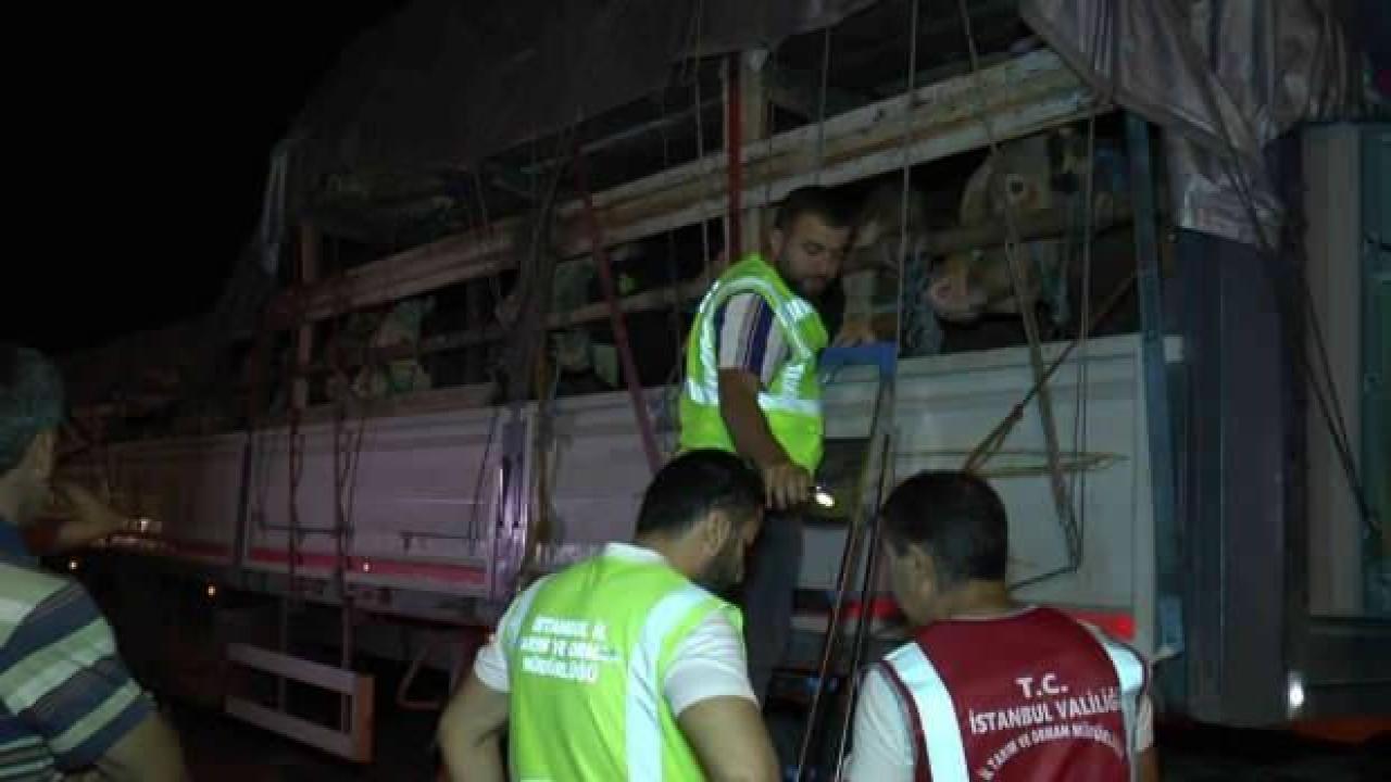 Kurbanlık hayvanların İstanbul’a girişi başladı