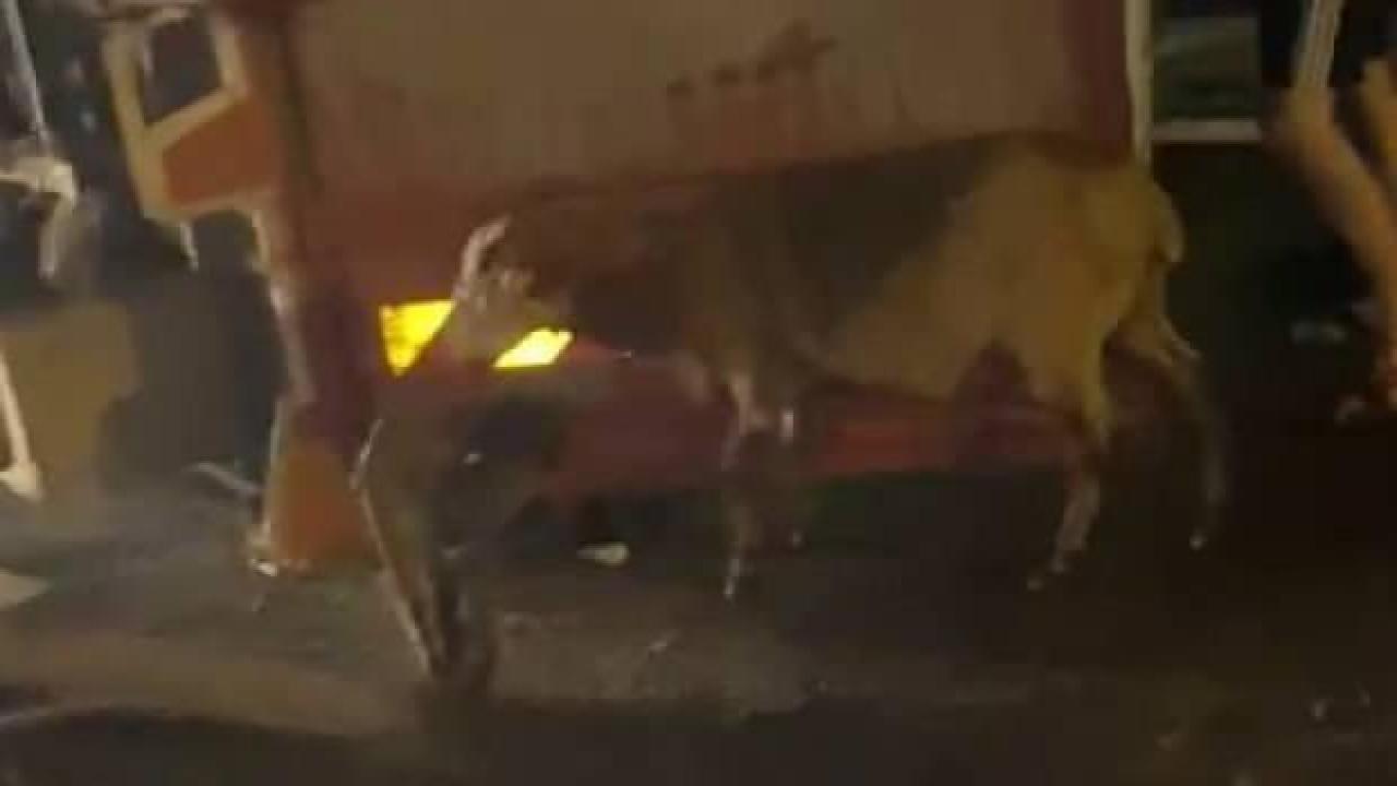 Kurbanlıkları taşıyan kamyonet devrildi: 15 küçükbaş hayvan telef oldu