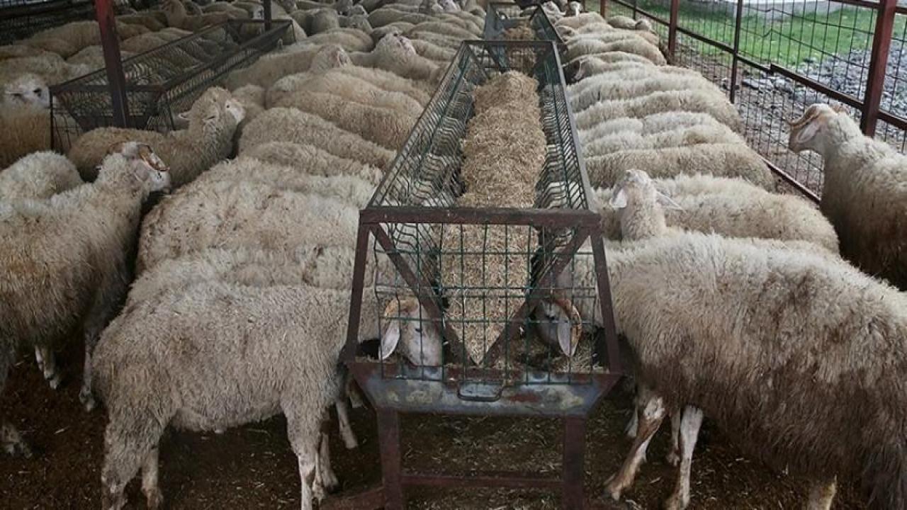 Kurbanlıkların İstanbul'a girişi 24 Haziran'da başlayacak