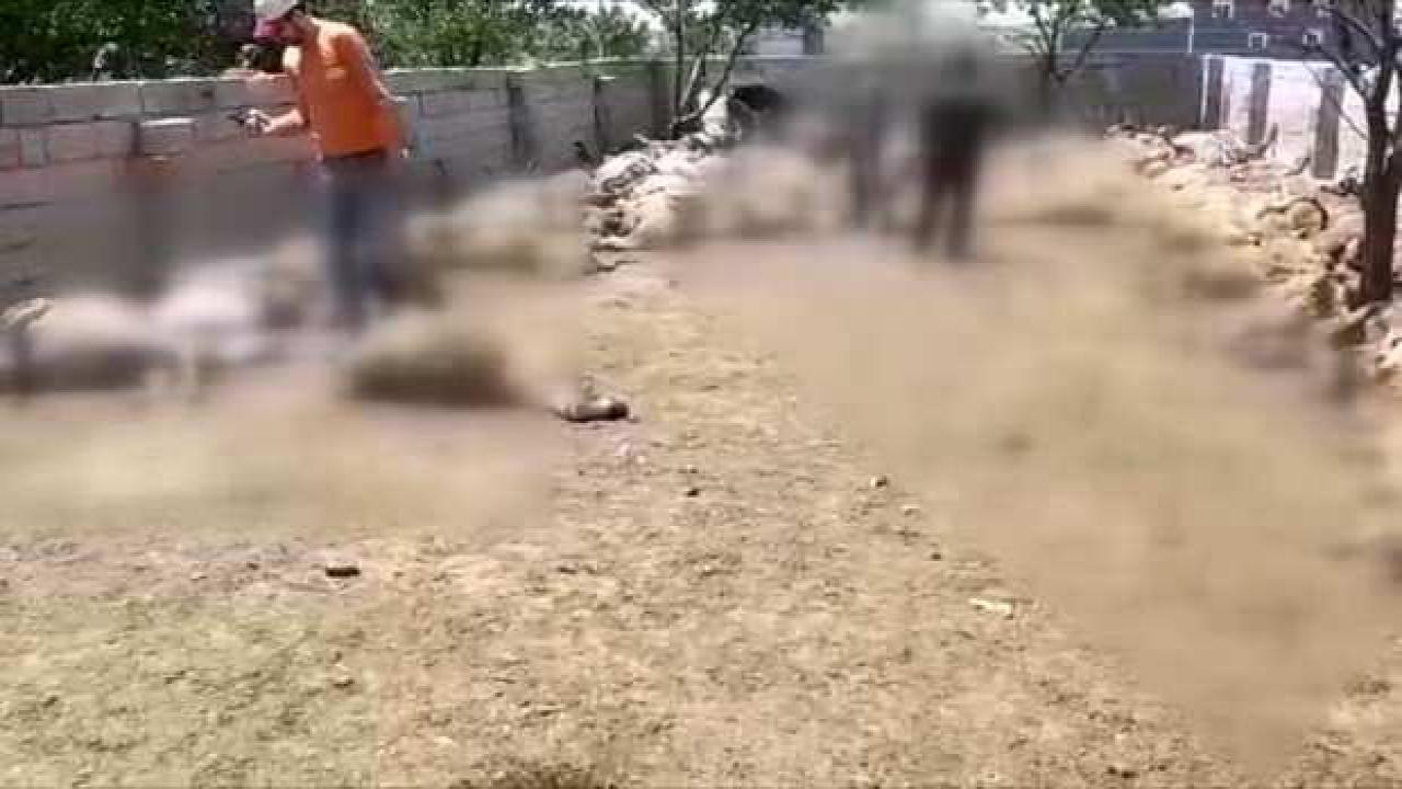 Kurtlar saldırdı: 170 küçükbaş hayvan telef oldu