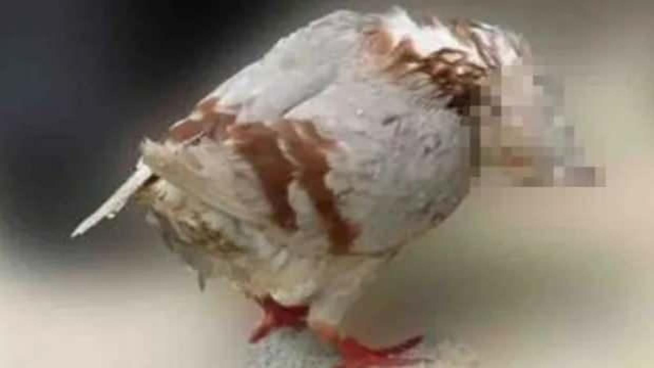 Kuşları zombiye dönüştüren gizemli virüs paniği