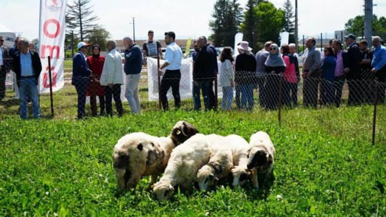Kuzu etinin fiyatını düşürecek proje