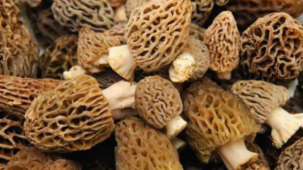 Kuzugöbeği mantarının fiyatı altınla yarışıyor