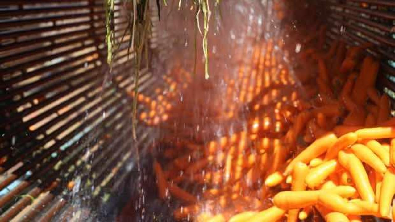 Lezzetini topraktan, kalitesini teknolojiden alan havucun üretiminde yüzde 500 artış