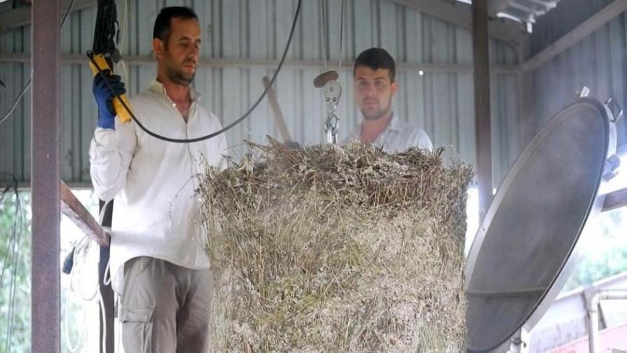Litresi 120 Euro'ya bile satılıyor! Ve hasadı başladı