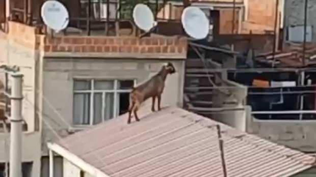 Mahalleli inatçı keçiyi çatıdan indirmek için seferber oldu