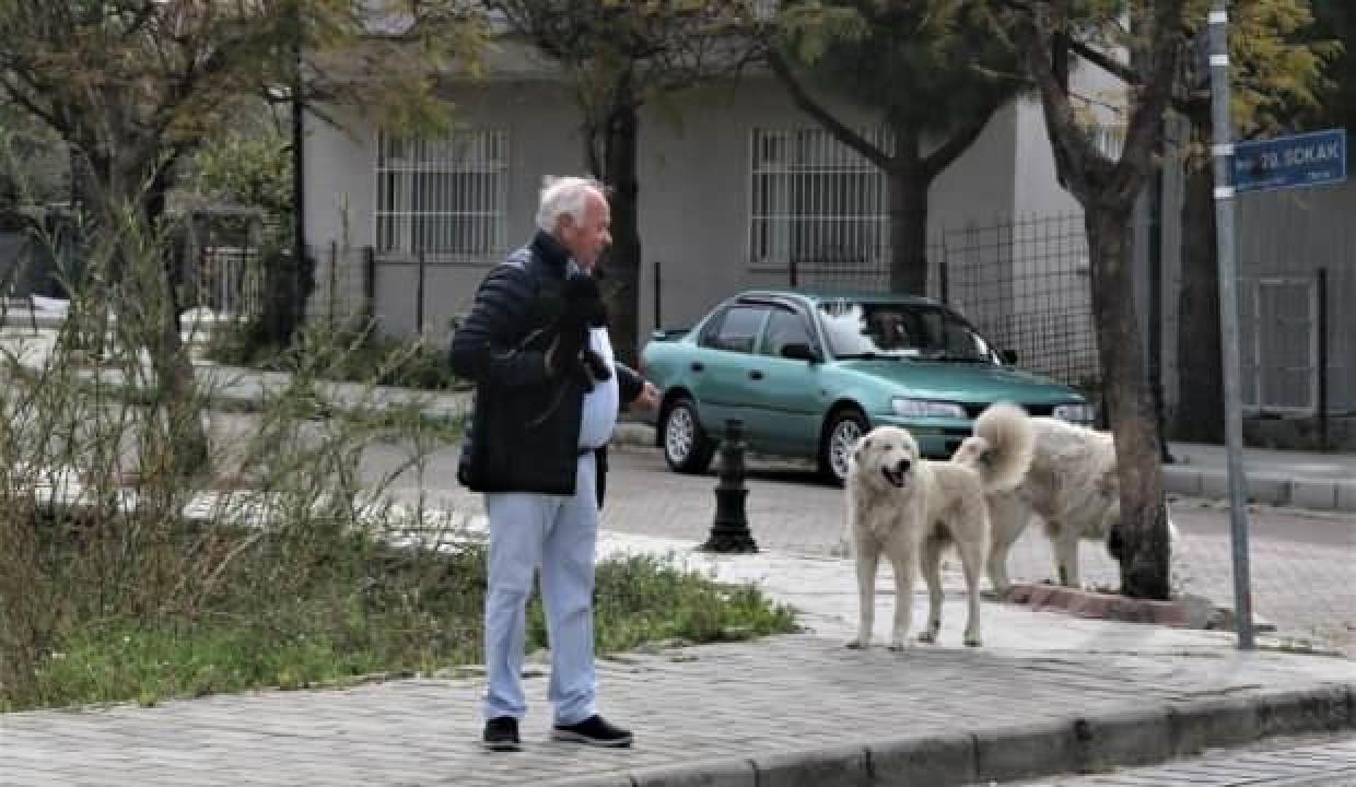 Mahra’nın ölümüne sebep olan köpekler mahallede korku salmaya devam ediyor