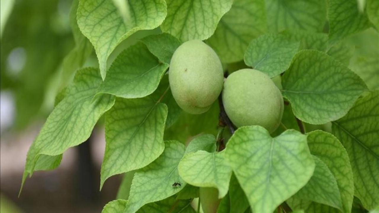 Malatya Ticaret Borsası Başkanı: Malatya kayısısı henüz hasat edilmedi ve raflara girmedi