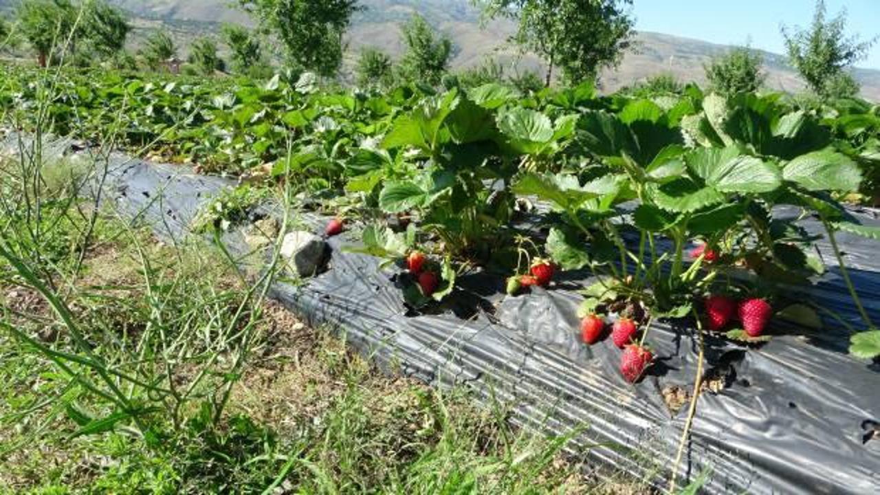 Malatya'daki çiftçi siparişlere yetişemiyor
