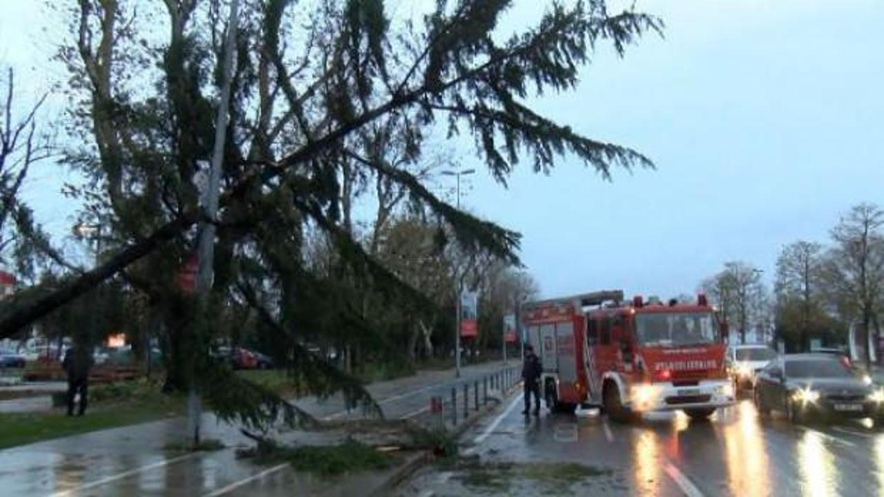 Maltepe'de şiddetli rüzgar nedeniyle ağaç devrildi