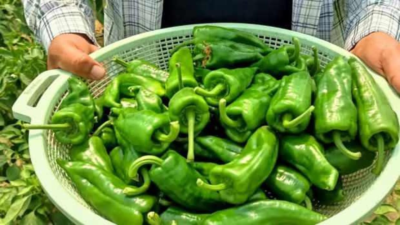 Manisa'da 150 TL'den satışa çıkan Emcelli Biberi yok sattı