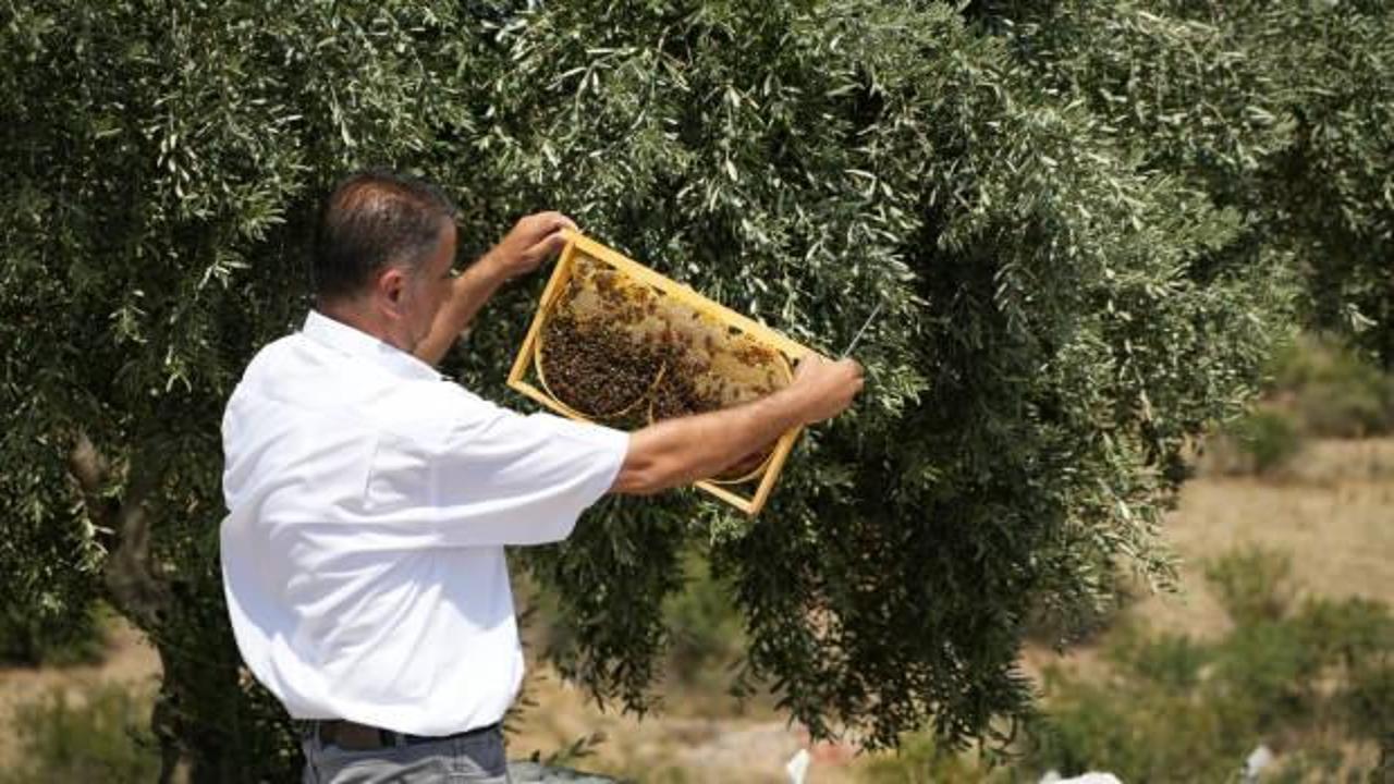 Manisa’da aşırı sıcaklar bal üretimini etkiledi