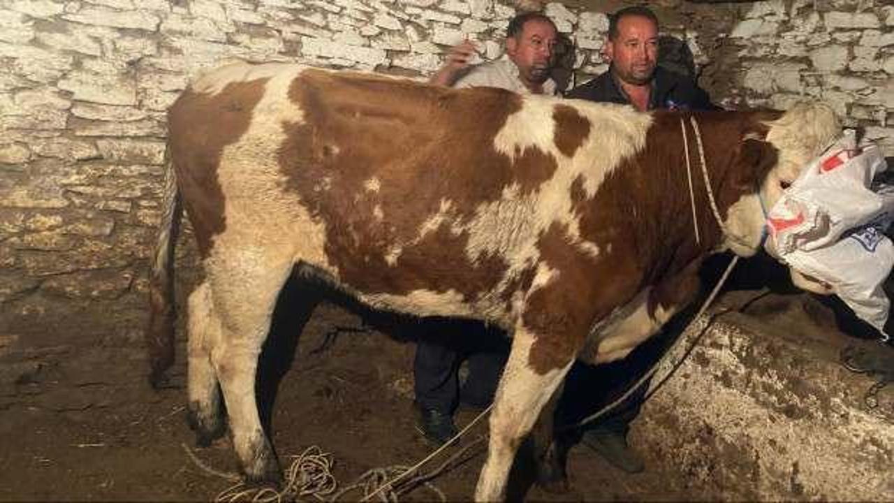 Manisa'da kaçan gebe inek, 42 gün sonra Denizli'de yakalandı