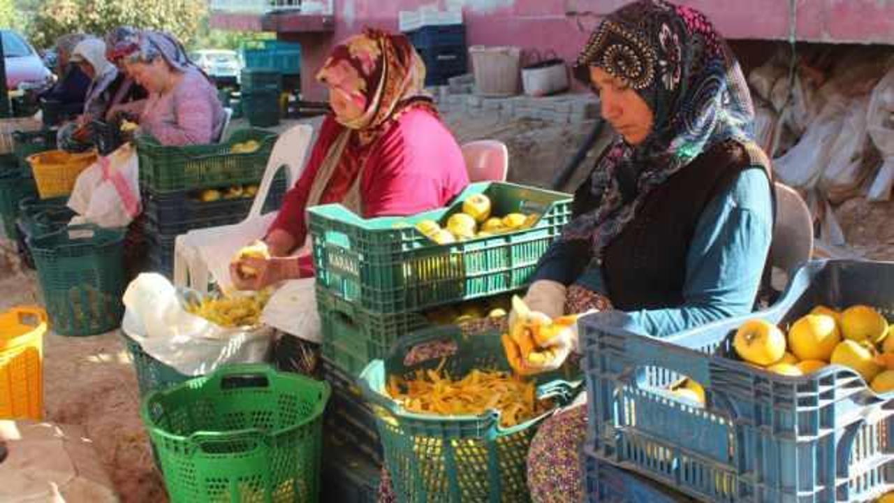 Manisa'da şifa kaynağı cennet hurmasına talep artıyor