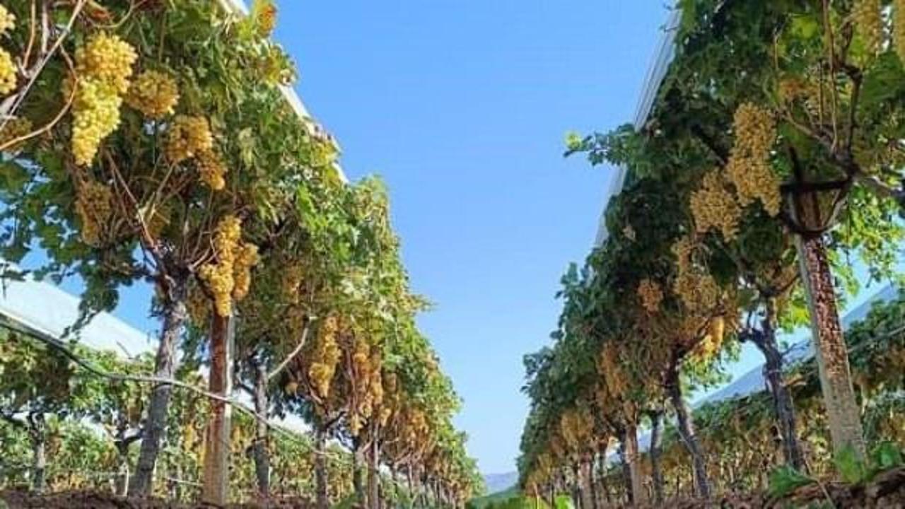 Manisa'da yaş üzüm 60 TL'yi gördü