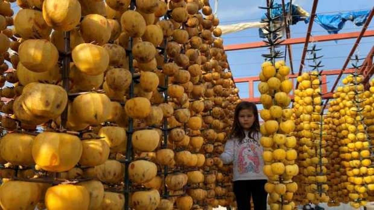 Manisa'dan dünyaya cennet hurması