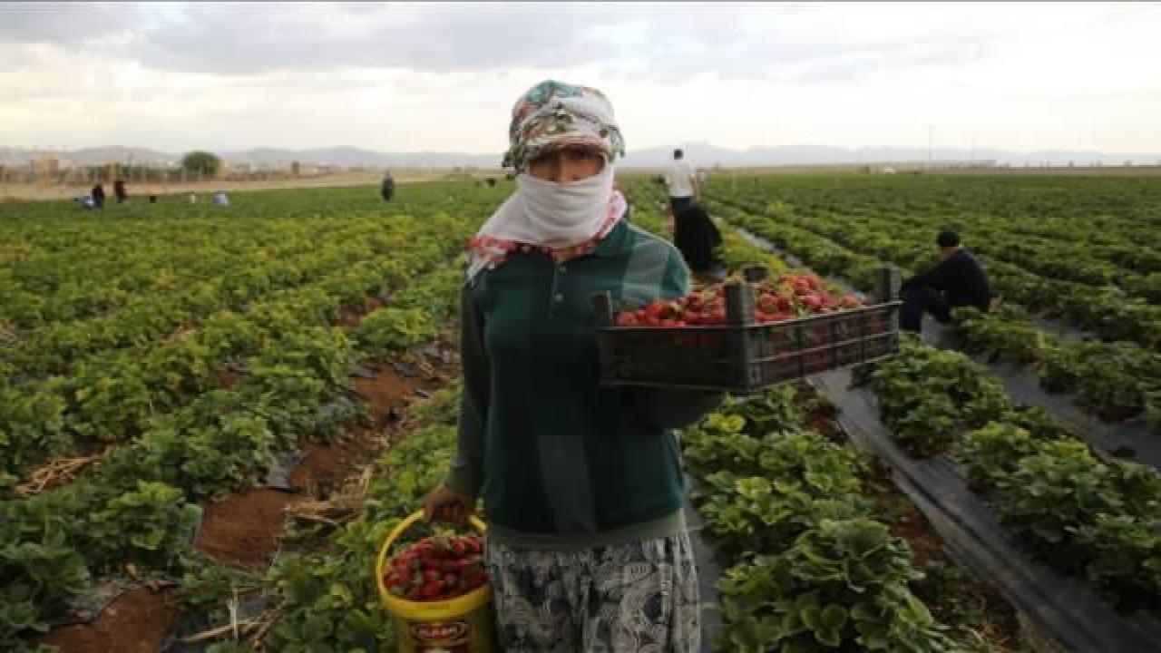 Mardin'de kooperatif kuran kadınlar günlük 800 kilogram çilek hasat ediyor
