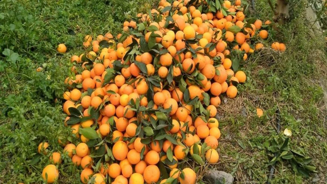 Marketlerde kilosu 25 TL: Alıcı bulamayan üretici mandalinayı ağaçta çürümeye bıraktı