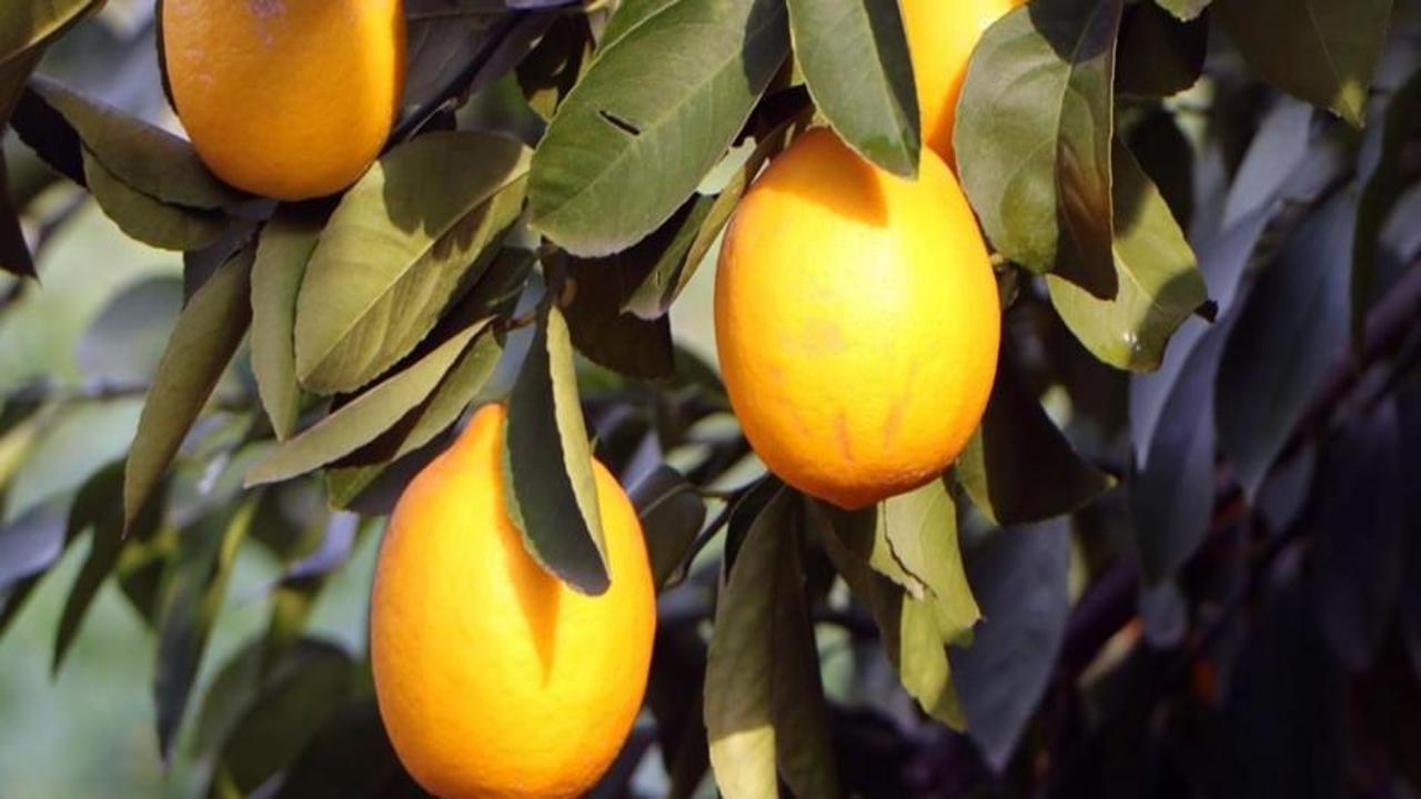 Markette 20 lira olan limon, bahçede 1 lira